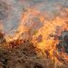 How Grass Fires Cause Massive Destruction